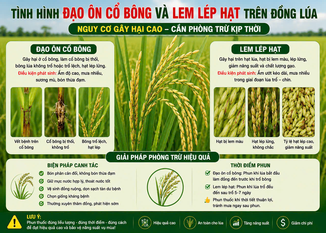 Chủ động phòng trừ bệnh đạo ôn cổ bông, lem lép hạt và lép bóng