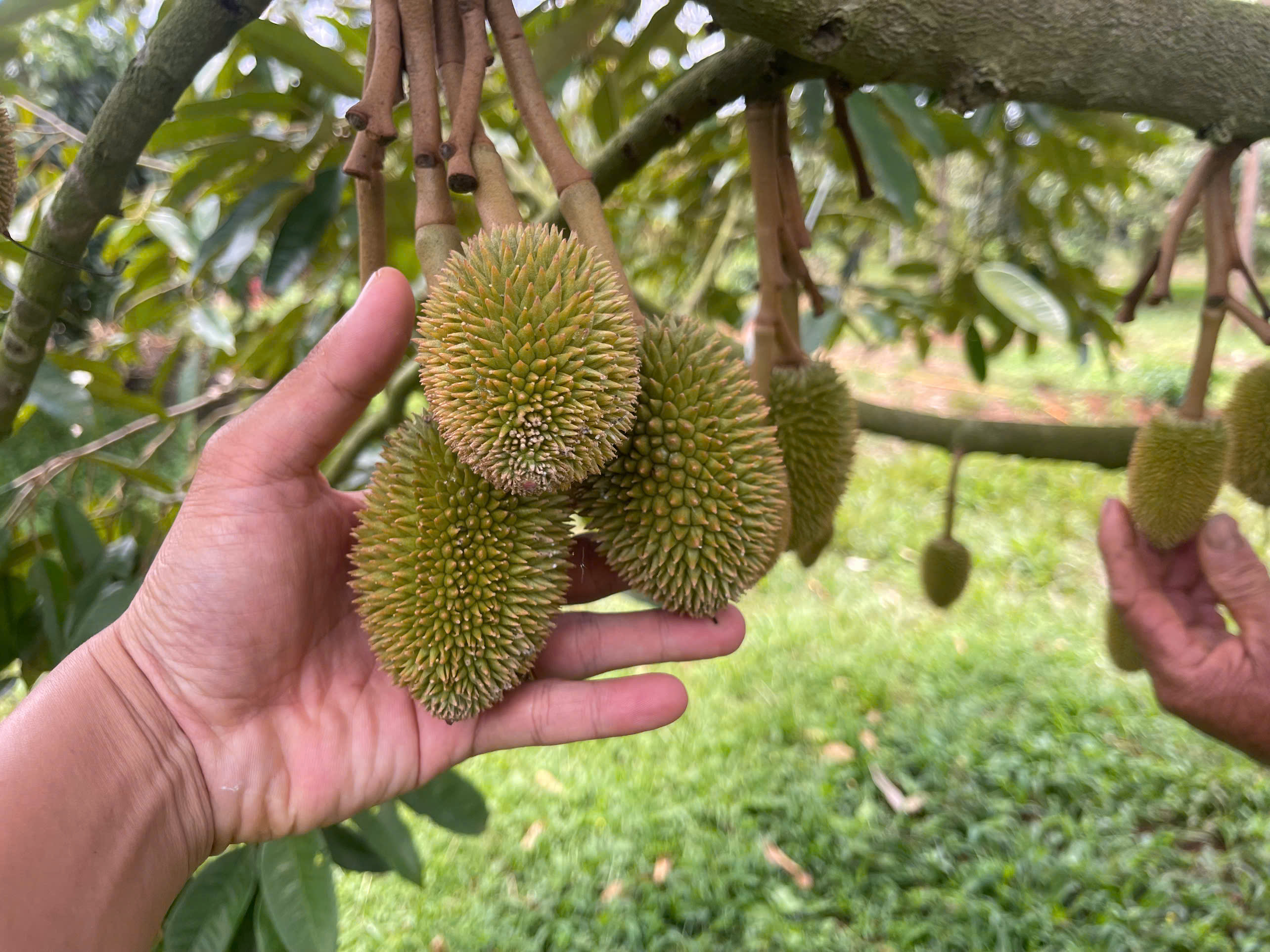ĐỐT TIỀN