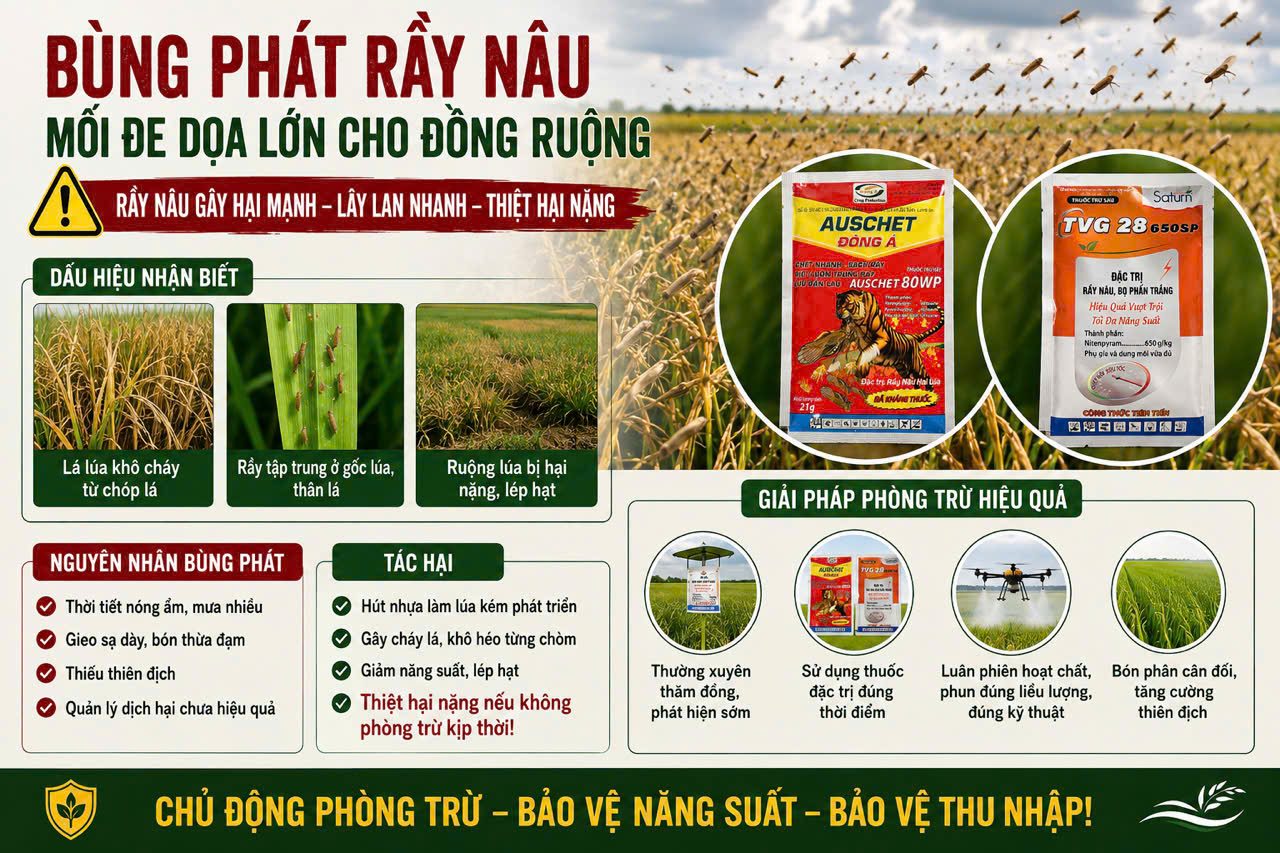 Đặc trị rầy nâu hiệu quả.