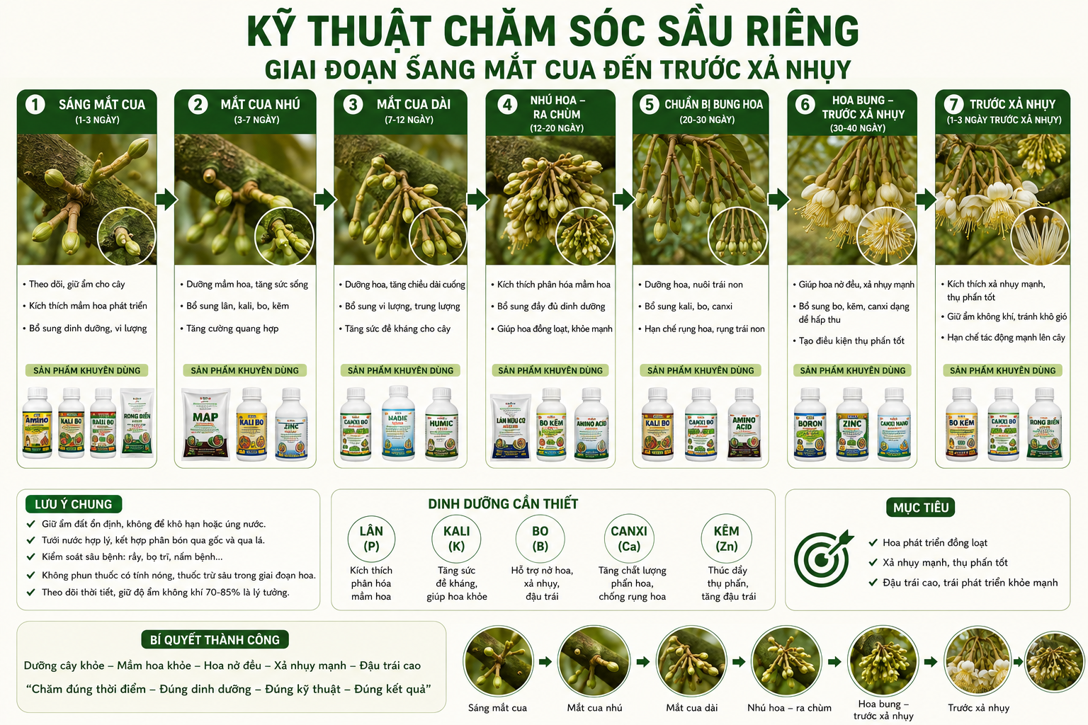 KỸ THUẬT CHĂM SÓC SẦU RIÊNG GIAI ĐOẠN SÁNG MẮT CUA ĐẾN TRƯỚC XẢ NHỤY