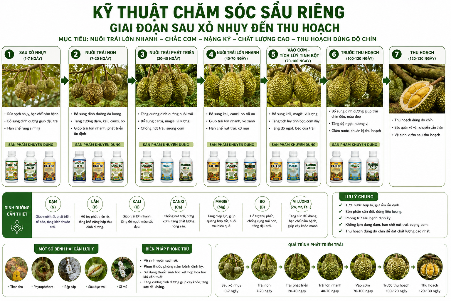 KỸ THUẬT CHĂM SÓC SẦU RIÊNG GIAI ĐOẠN SAU XỔ NHỤY ĐẾN THU HOẠCH