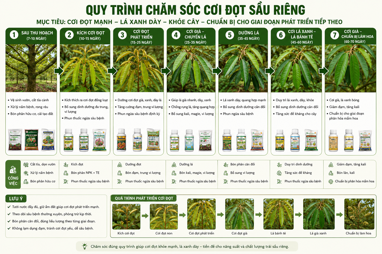 KỸ THUẬT CHĂM SÓC SẦU RIÊNG GIAI ĐOẠN TẠO CƠI ĐỌT ĐẾN KHI BÓN LÂN XIẾT NƯỚC