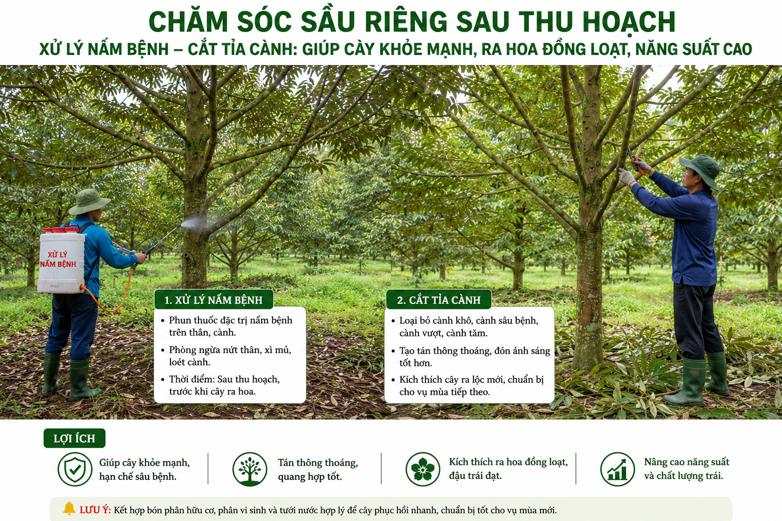 Kỹ Thuật Chăm Sóc Sầu Riêng Sau Thu Hoạch