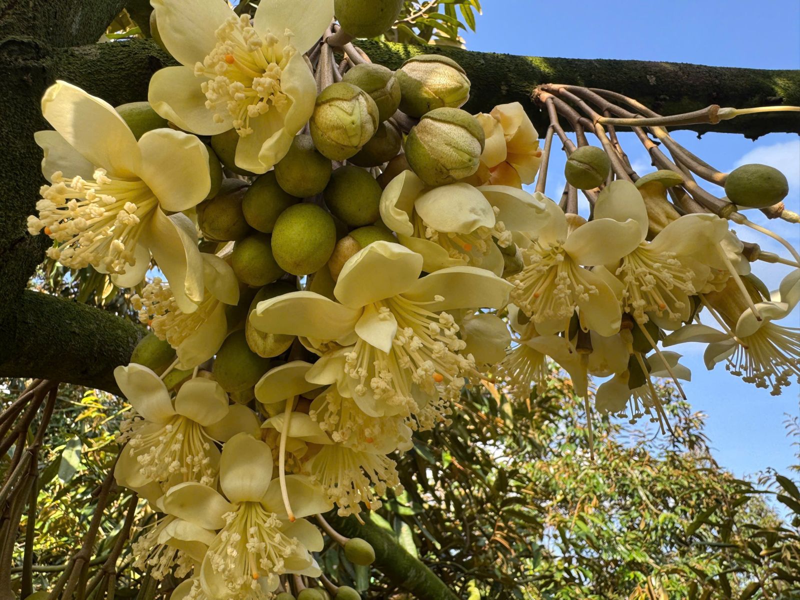 TƯ VẤN BẰNG "TÂM"