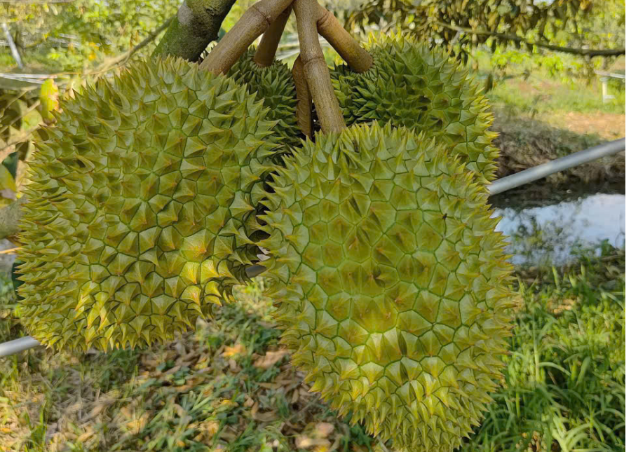 ĐÚNG BỆNH ĐÚNG THUỐC