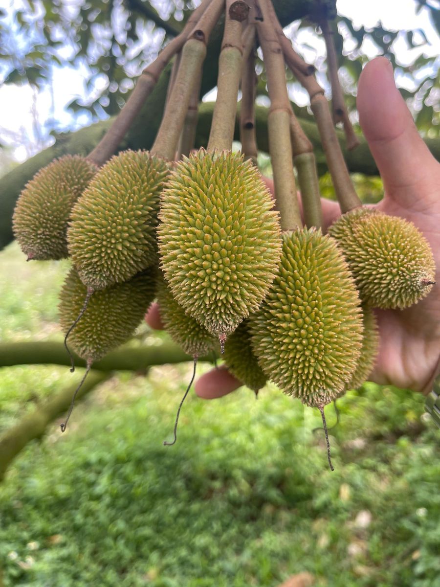TỐI ƯU CHI PHÍ