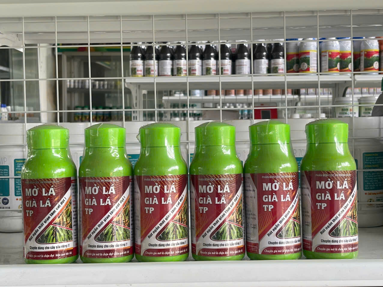 Mở Lá Già Lá TP