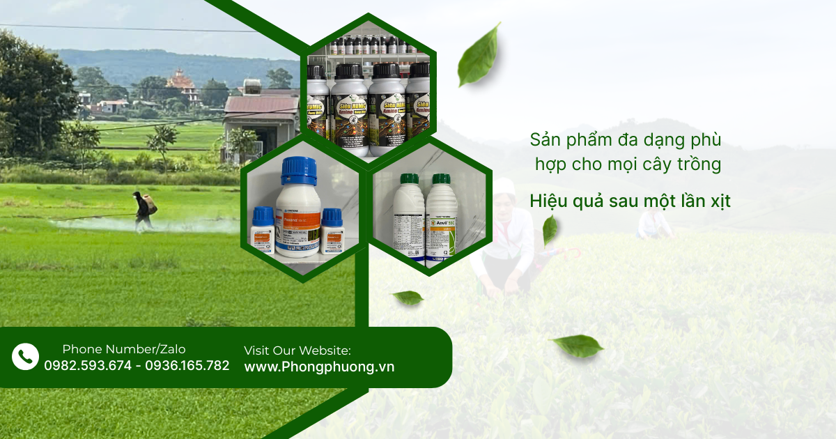 Nông Nghiệp Phong Phượng